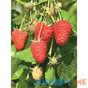 Burpee Raspberry Joan J 5 Bare Roots