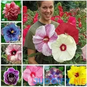 100+ Pcs Mixed Hibiscus Seeds Giant Flowers Perennial Flower