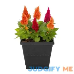 1 Gal. Celosia Woolflower Red and Orange Mix in Decorative Square Planter Annual Plant