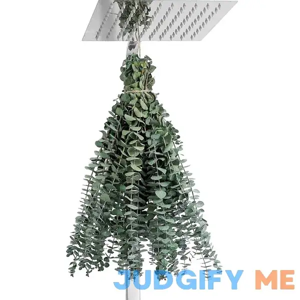 12 Pcs Eucalyptus for Shower Hanging 17" Real Eucalyptus Stems 100% Made from Fresh Eucalyptus Leaves 12 Pcs Eucalyptus for Shower Hanging 17" Real Eucalyptus Stems 100% Made from Fresh Eucalyptus Leaves
