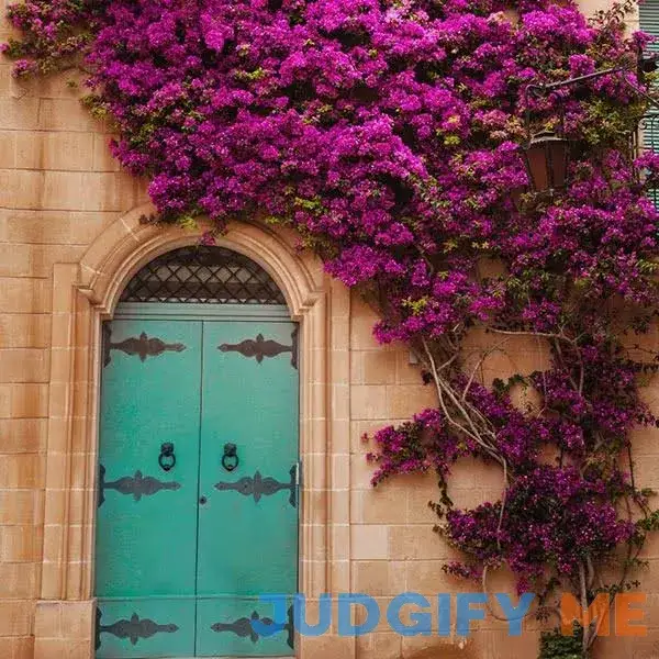 New River Purple Bougainvillea New River Purple Bougainvillea