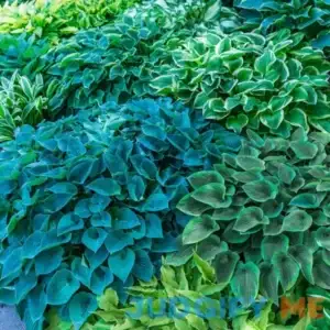Hosta Mixture Super Sak Purple