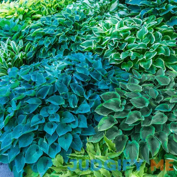 Hosta Mixture Super Sak Purple Hosta Mixture Super Sak Purple