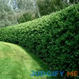 Privet Hedge - Clearance