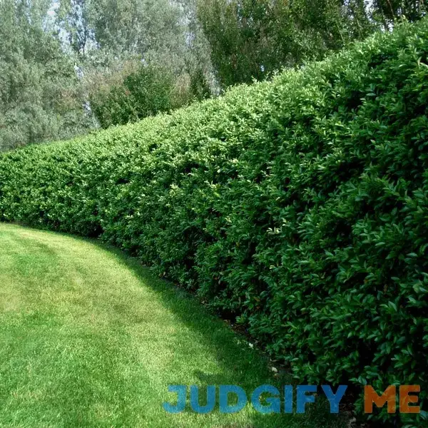 Privet Hedge - Clearance Privet Hedge - Clearance