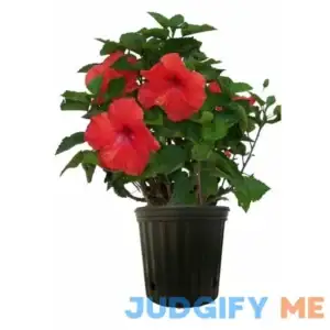Costa Farms Hibiscus in 10-in Pot L-HBG-G-POT-01-LW