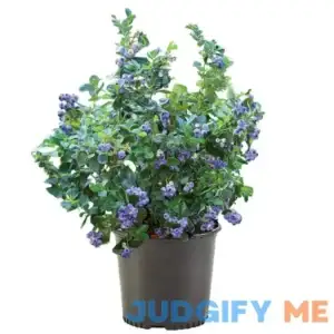 Blueberry Bluegold Live Shrub