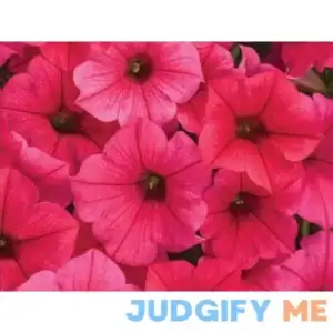 Proven Winners Pink Supertunia Vista Fuchsia (Petunia) in 4.25-in Pot 4-Pack | SUPPRW4017504