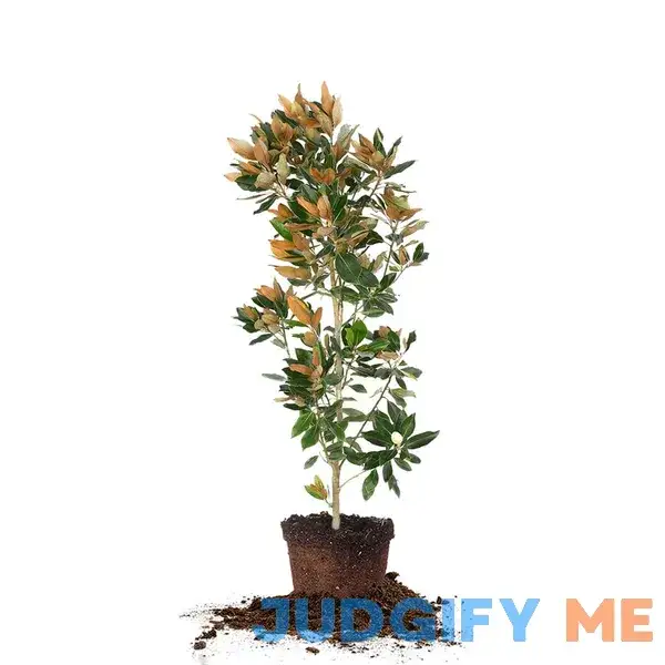 Little Gem Magnolia Tree Little Gem Magnolia Tree