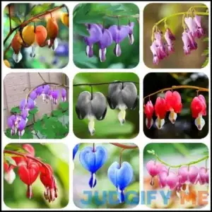 20 + Seeds Mixed Bleeding Heart Seeds Dicentra Spectabilis Shade