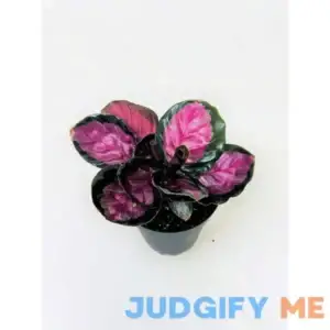 JM BAMBOO Calathea Roseopicta Rosy 4inch Growing Pot -by JMBamboo