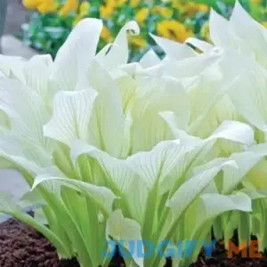 Hosta White Feather (spring planting) No. 1 Size (1 pack)