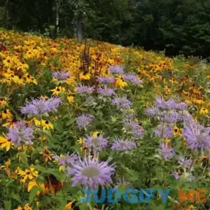 Native Northeast Wildflower Seed Mix