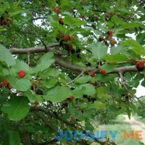 Black Mulberry Tree Seeds (Morus nigra) Packet of 20 Seeds