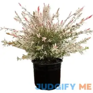 2.25 Gal. Dappled Willow Live Shrub with Green