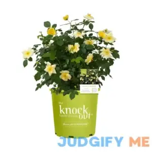 Knock Out Easy Bee-zy Rose