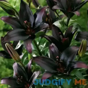 Van Zyverden Lily Landini Dormant Flowering Perennial Bulb Partial Sun