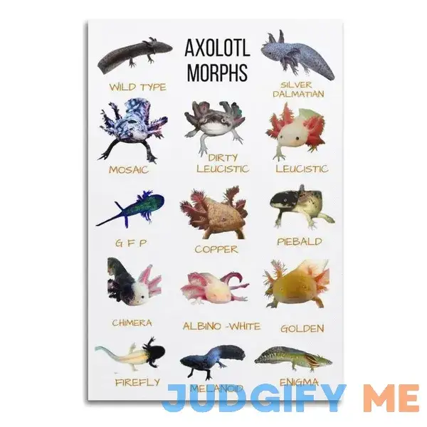 Animal Science Poster Axolotl Posters Axolotl Morphs Art Canvas Painting Posters Animal Science Poster Axolotl Posters Axolotl Morphs Art Canvas Painting Posters