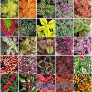 Coleus blumei Rainbow Mix 250 seeds Beautiful Foliage Eye catching
