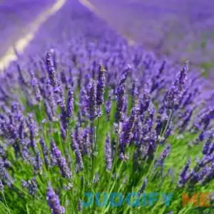 English Lavender Seeds (600+ Heirloom Seeds - Vera True Lavender) (English Lavender (2-Packs of 600 Seeds))