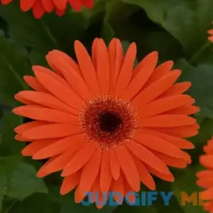 Outsidepride Gerbera Seeds