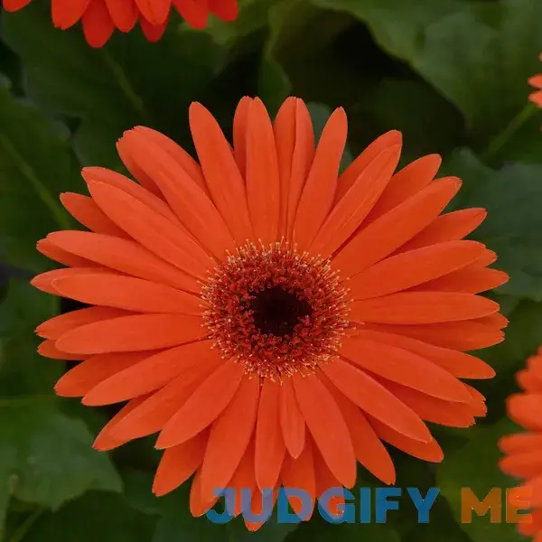 Outsidepride Gerbera Seeds Outsidepride Gerbera Seeds