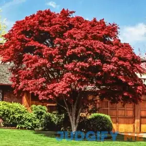 Spring Hill Nurseries Red Leaf Japanese Maple Dormant Bare Root Starter Ornamental Tree 80342