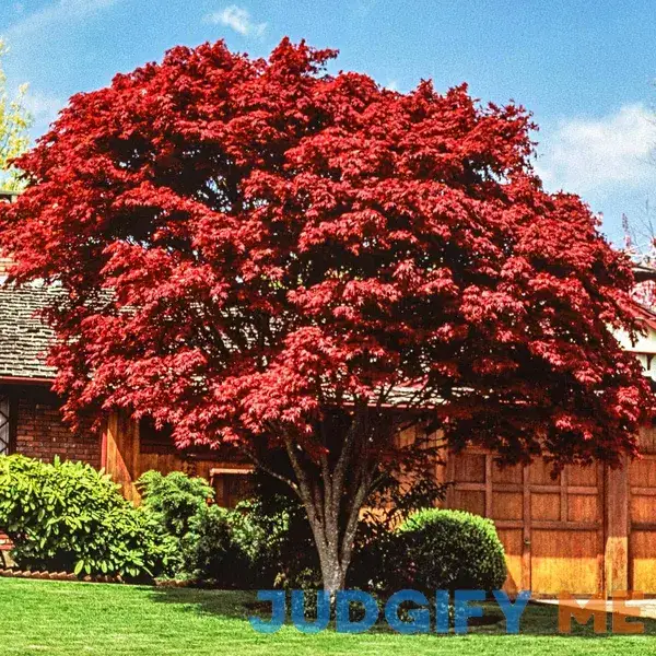 Spring Hill Nurseries Red Leaf Japanese Maple Dormant Bare Root Starter Ornamental Tree 80342 Spring Hill Nurseries Red Leaf Japanese Maple Dormant Bare Root Starter Ornamental Tree 80342