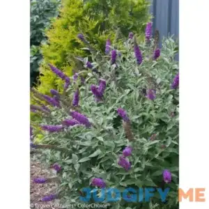 Proven Winners Miss Violet Butterfly Bush Live Shrub