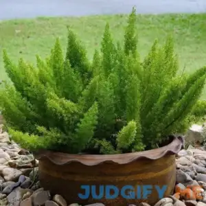 Outsidepride Asparagus Fern Seeds