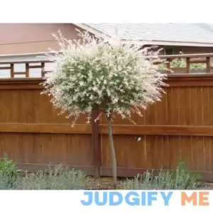 Japanese Dappled Nishiki Willow Shrub/ 2 1/2" Pot