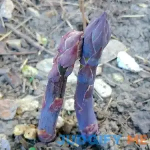 Purple Passion Asparagus (10 Pack)