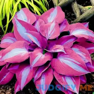CHUXAY Garden 100 Seeds Purple Blue Hosta Plantaginea-Fragrant Plantain Lily