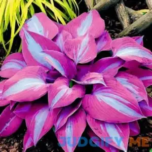 Perennial Hostas Plantain Lily Flower Purple Variegated