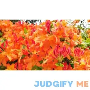 30 Orange Azalea Flower Seeds for Planting - Rhododendron austrinum