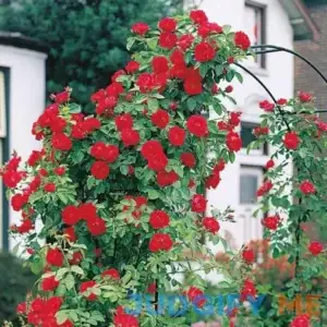 Blaze Improved Climbing Rose Dormant Bare Root Plant with Red Color Flowers