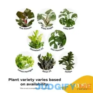 Trending Tropicals Live Indoor Plant Assorted Foliage in Self-Watering 6in Pot