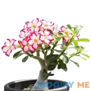 Colibyou Desert Rose Adenium Obesum One Year Plant