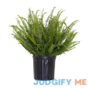 Kimberly Queen Fern
