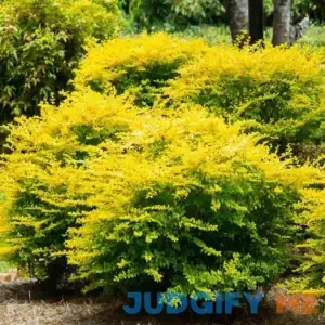 Southern Living Plant Collection Sunshine Ligustrum Container