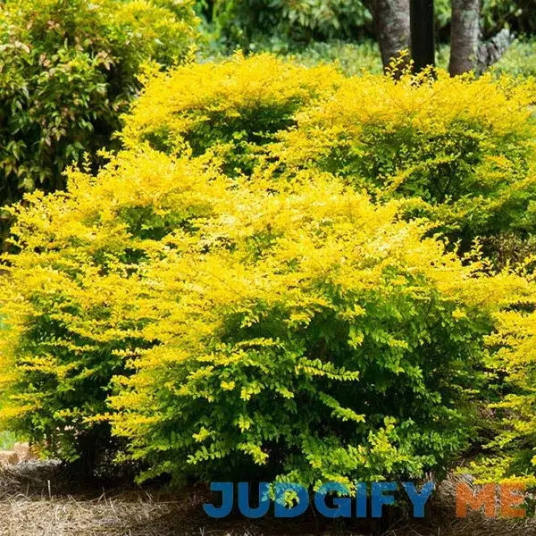 Southern Living Plant Collection Sunshine Ligustrum Container Southern Living Plant Collection Sunshine Ligustrum Container