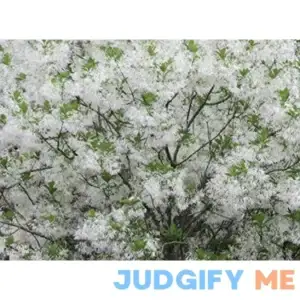 White Fringe Tree Chionanthus virginicusa Heavy Established