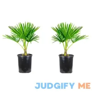 1 Gal. Windmill Cold Hardy Palm Tree
