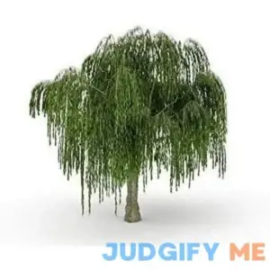 Dwarf Weeping Willow Tree Burning Bush Weeping Willow