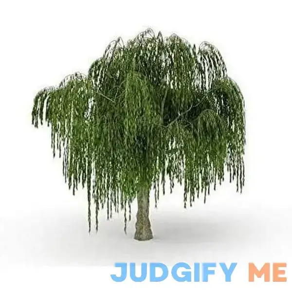 Dwarf Weeping Willow Tree Burning Bush Weeping Willow Dwarf Weeping Willow Tree Burning Bush Weeping Willow