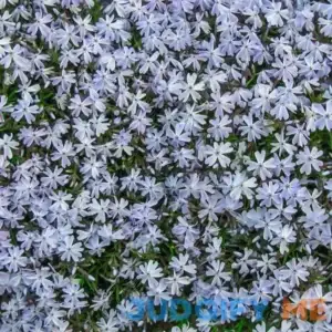 Spring Hill Nurseries Emerald Blue Creeping Phlox Zone 3-9 88777