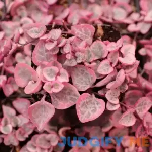 Ceropegia woodii f. variegata - Variegated String of Hearts [limited] | MountainCrestGardens