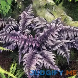 Japanese Painted Fern Zone 3-8 12