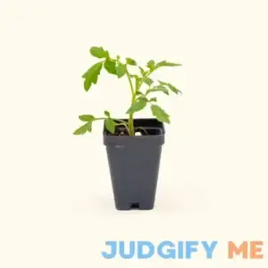 Vego Garden Live Plants Tomato Seedling