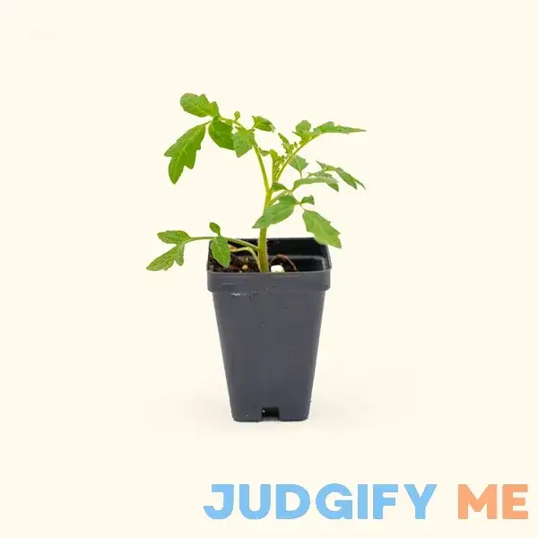 Vego Garden Live Plants Tomato Seedling Vego Garden Live Plants Tomato Seedling